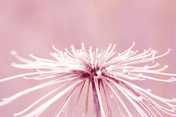 Blommig naturliga makro bakgrund — Stockfoto