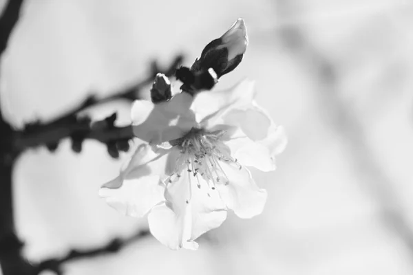 Blossoming buds on tree on bright background — Stock Photo, Image