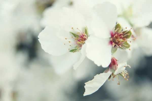 Amandel bloesem bloemen — Stockfoto
