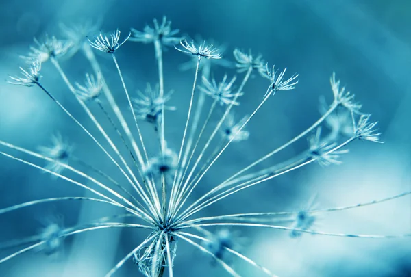 Naturliga makro floral bakgrund — Stockfoto