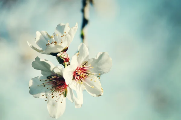 Pąki kwitnących na drzewo na jasnym tle — Zdjęcie stockowe