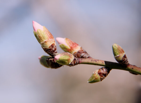 Blossoming buds on tree on bright background
