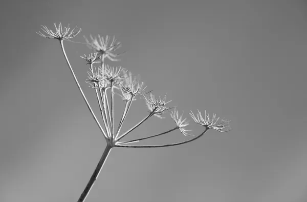 Fond de fleur abstrait noir et blanc — Photo