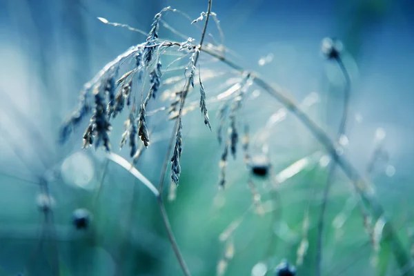 일몰 초원 배경 — 스톡 사진