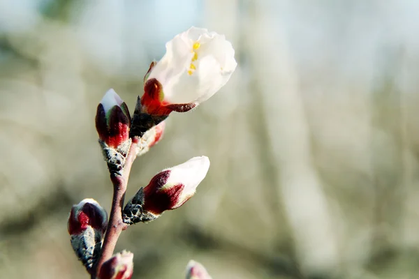 Brotes florecientes en el árbol sobre fondo brillante — Foto de Stock