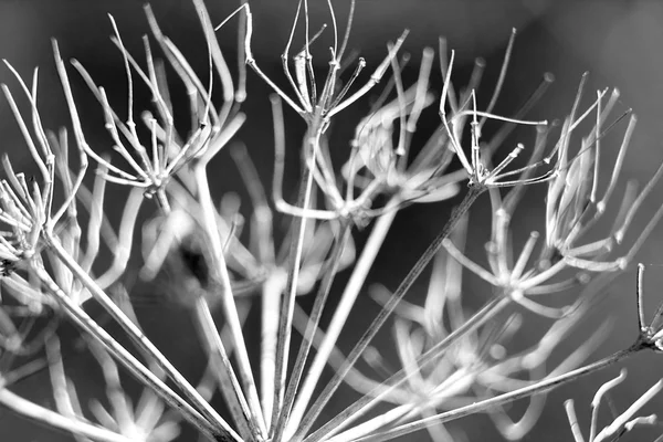 Fundo floral macro natural — Fotografia de Stock