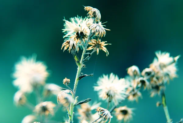 Dandelion field in sunset — Stock Photo, Image