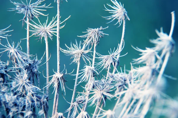 Přírodní makro květinové pozadí — Stock fotografie