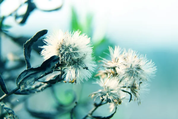 Dandelion field in sunset — Stock Photo, Image