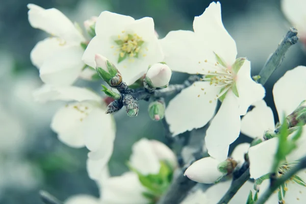 Almond buds and flowers — Stock Image Almond buds and flowers Stock Photo