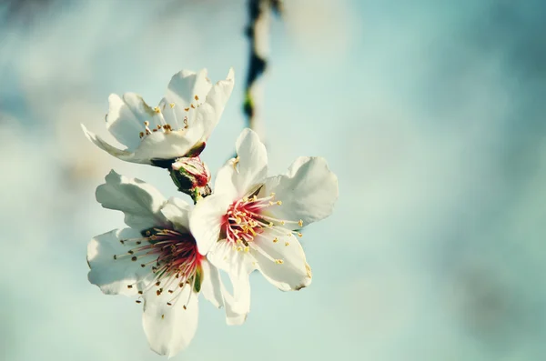 Blossoming buds on tree on bright background — Stock Image Blossoming buds on tree on bright background Royalty Free Stock Photos
