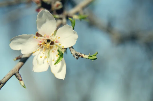 Blossoming buds on tree on bright background — Stock Image Blossoming buds on tree on bright background Stock Image