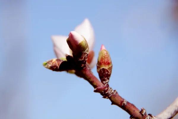 Blossoming buds on tree on bright background — Stock Image Blossoming buds on tree on bright background Royalty Free Stock Images