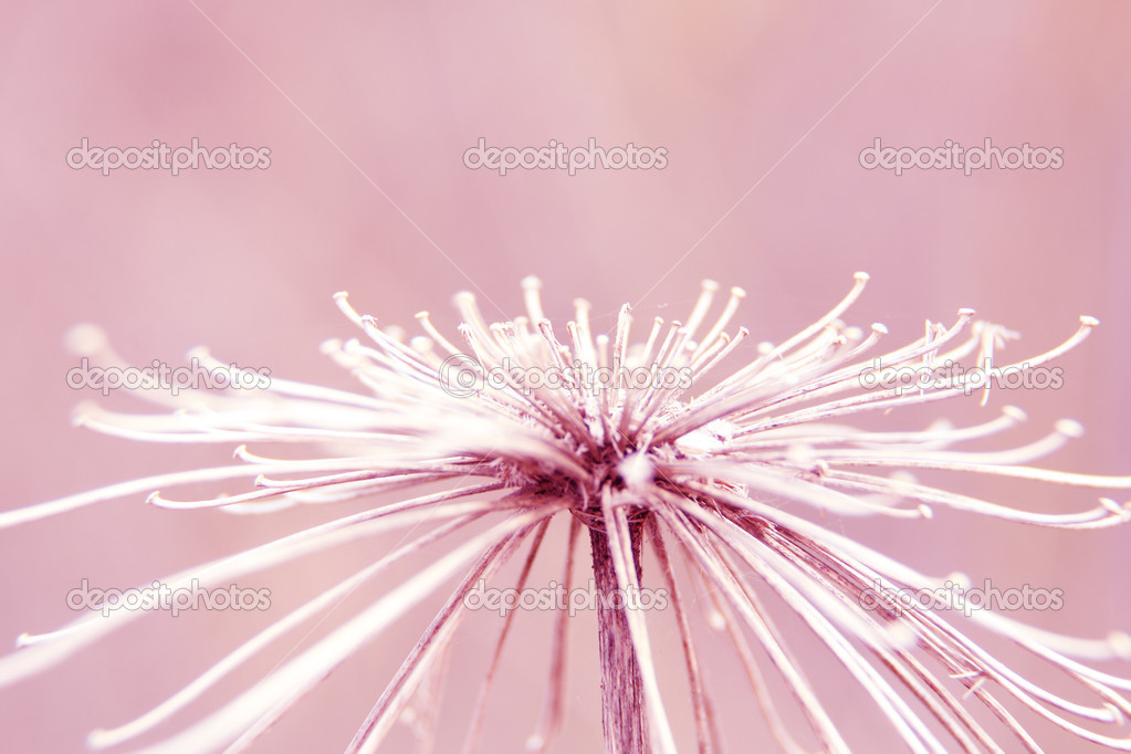Floral natural macro background