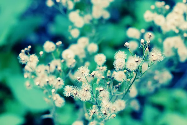 Dandelion field — Stock Photo, Image