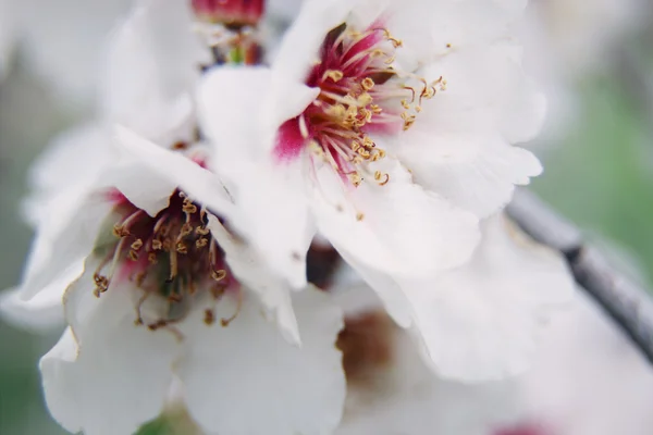 Almonds tree blossom — Stock Photo, Image