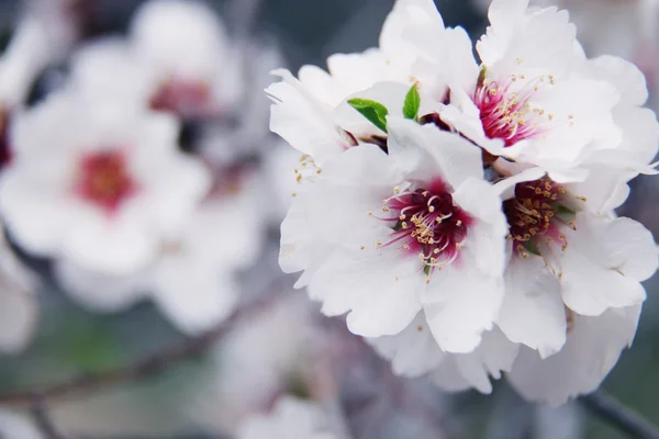 Almonds tree blossom