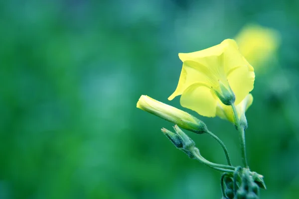 Schöne Frühlingsblüte — Stockfoto