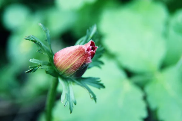 Дикі anemone — стокове фото