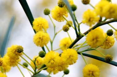 portre sarı akasya (mimosa) ağaç yapısı üzerinde