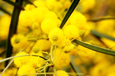 portre sarı akasya (mimosa) ağaç yapısı üzerinde
