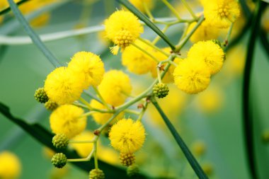 portre sarı akasya (mimosa) ağaç yapısı üzerinde