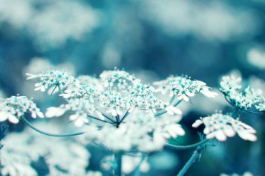 doğal makro çiçek arka plan