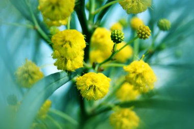 portre sarı akasya (mimosa) ağaç yapısı üzerinde