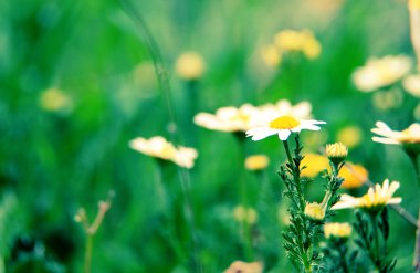 doğal çiçek arka plan