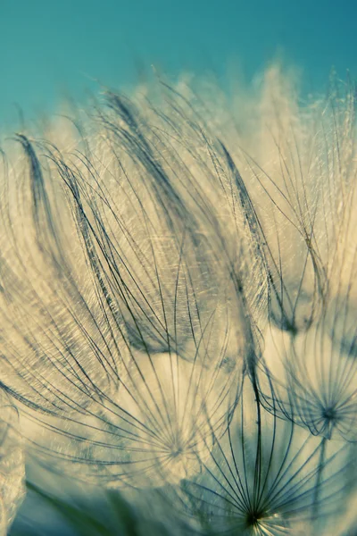 Zbliżenie dandelion — Zdjęcie stockowe