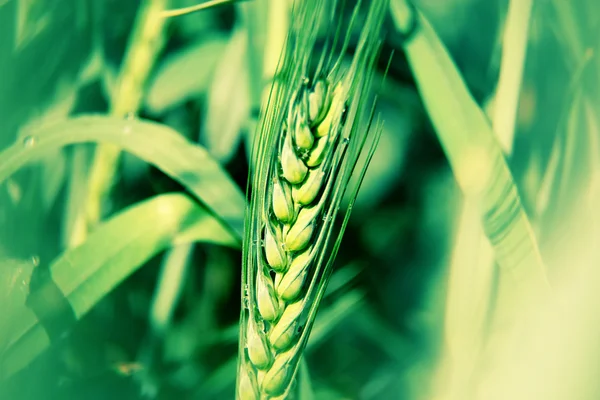 Closeup of green wheat field — Stock Photo, Image