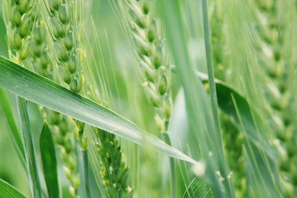 Closeup of green wheat field — Stock Photo, Image