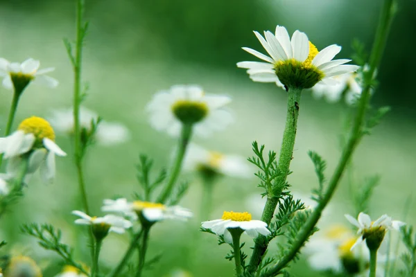 Margrieten op weide — Stockfoto