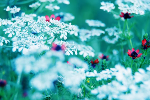자연 매크로 꽃 배경 — 스톡 사진