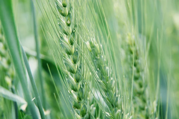 Closeup of green wheat field — Stock Photo, Image