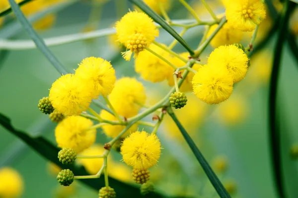 Portre sarı akasya (mimosa) ağaç yapısı üzerinde — Stok fotoğraf