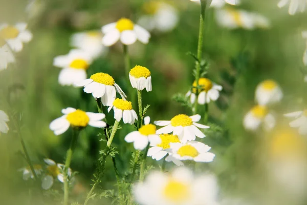 Natuurlijke bloemen achtergrond — Stockfoto