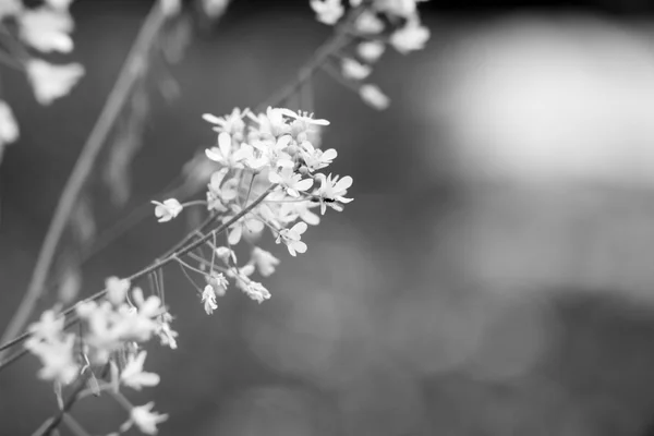 Fundo floral macro natural — Fotografia de Stock