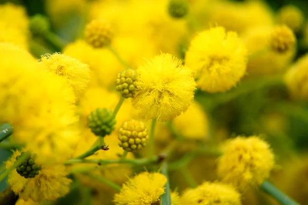 Closeup žluté (mimosa) trnovníky o povaze — Stock fotografie