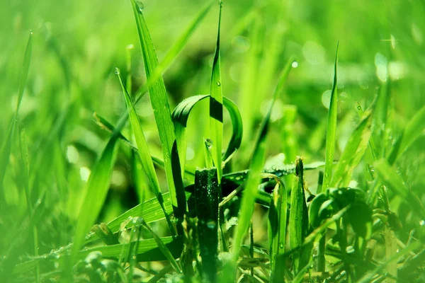 Natürliche Morgenhintergrund mit grünem Gras — Stockfoto