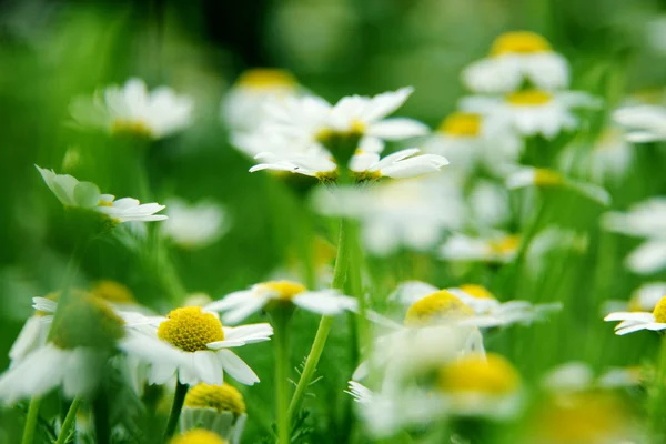 Margrieten op weide — Stockfoto