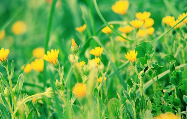 Fondo floral natural — Foto de Stock