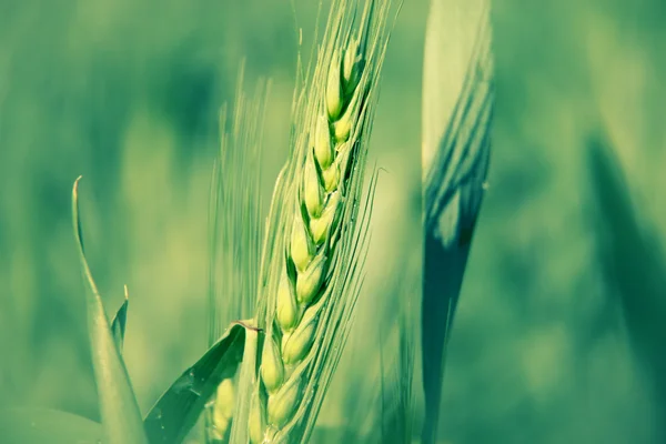 グリーン麦畑のクローズ アップ — ストック写真