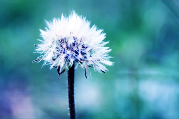 Dandelion on sunset — Stock Photo, Image