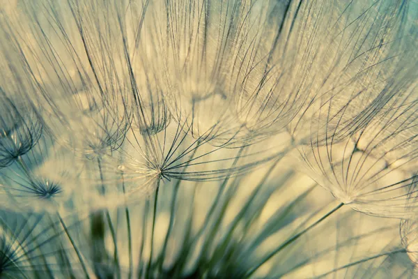 Closeup of dandelion — Stock Photo, Image