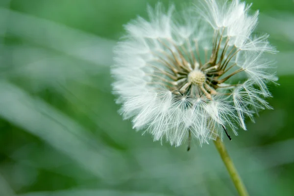 Zbliżenie dandelion — Zdjęcie stockowe