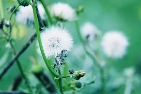 Dandelion on sunset — Stock Photo, Image