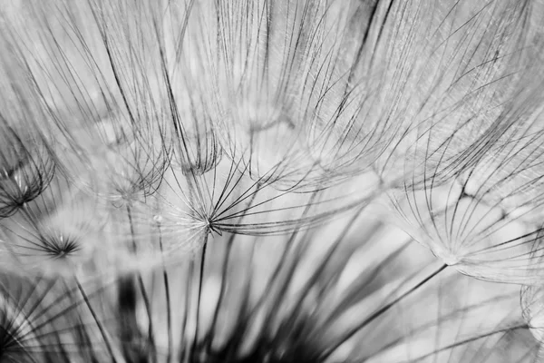 Closeup of dandelion — Stock Photo, Image