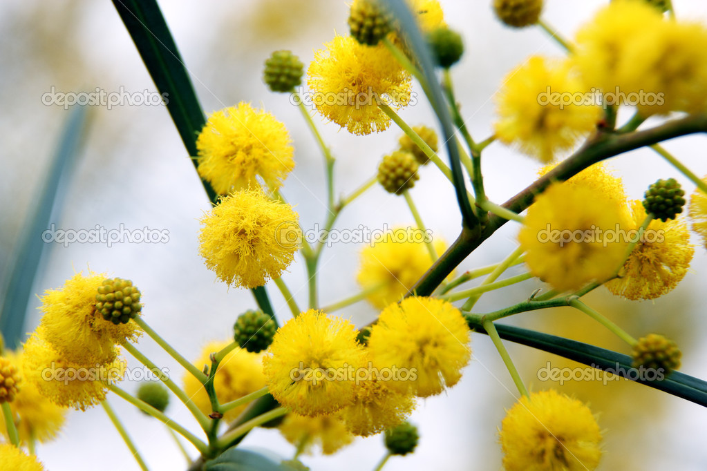 Closeup of yellow acacia (mimosa) trees on the nature