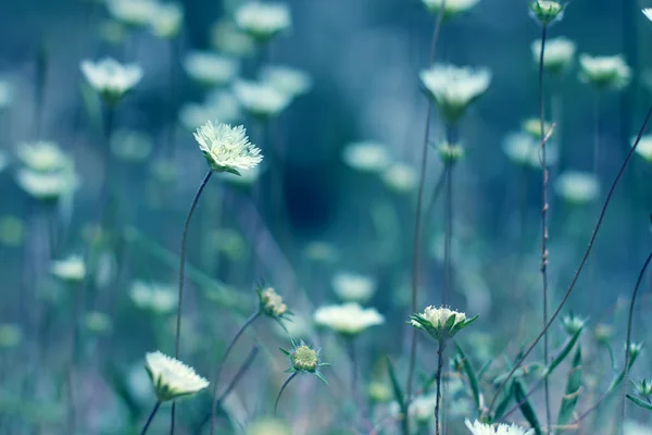 Přírodní květinové pozadí — Stock fotografie